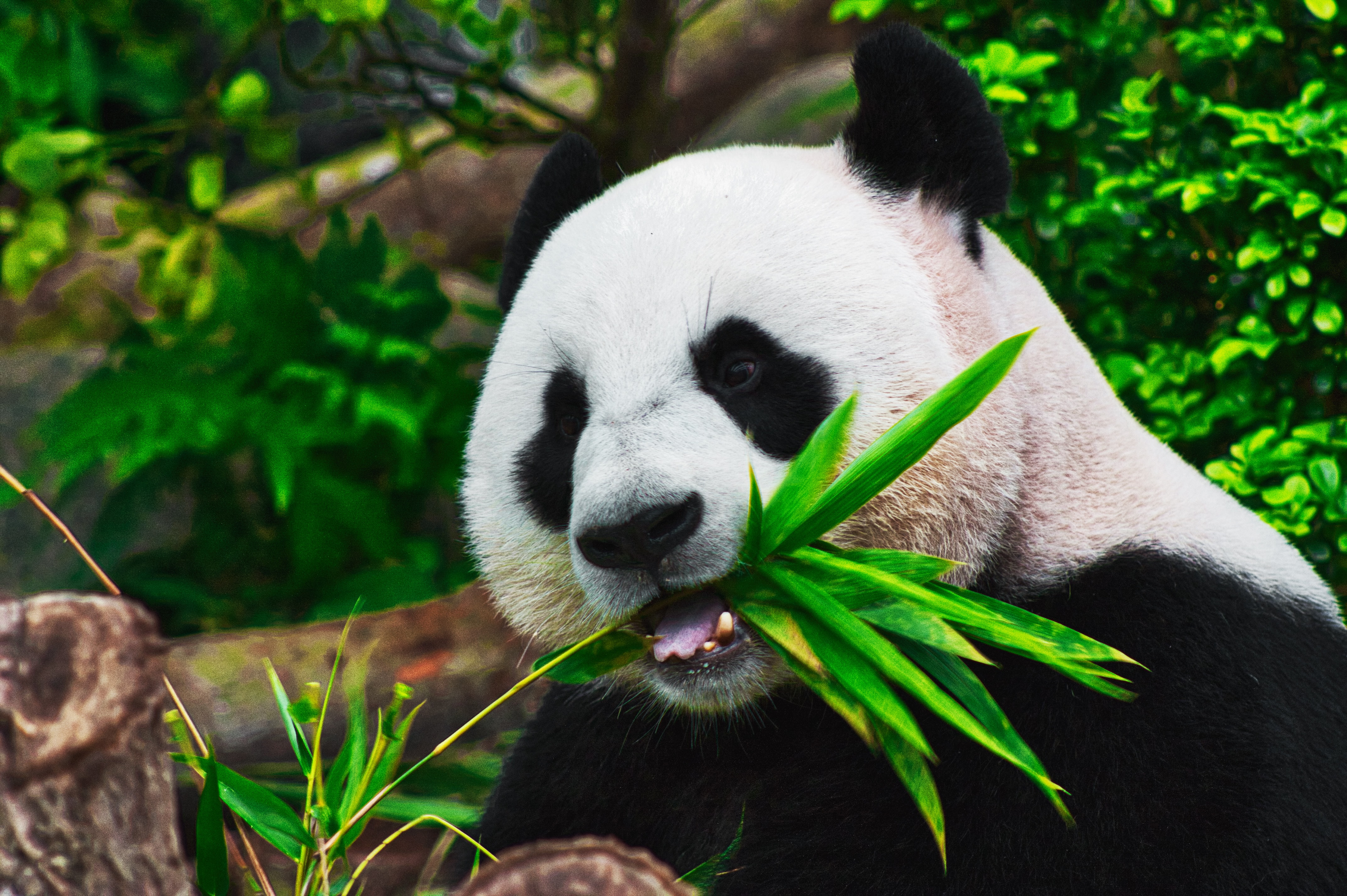 Panda eats bamboo